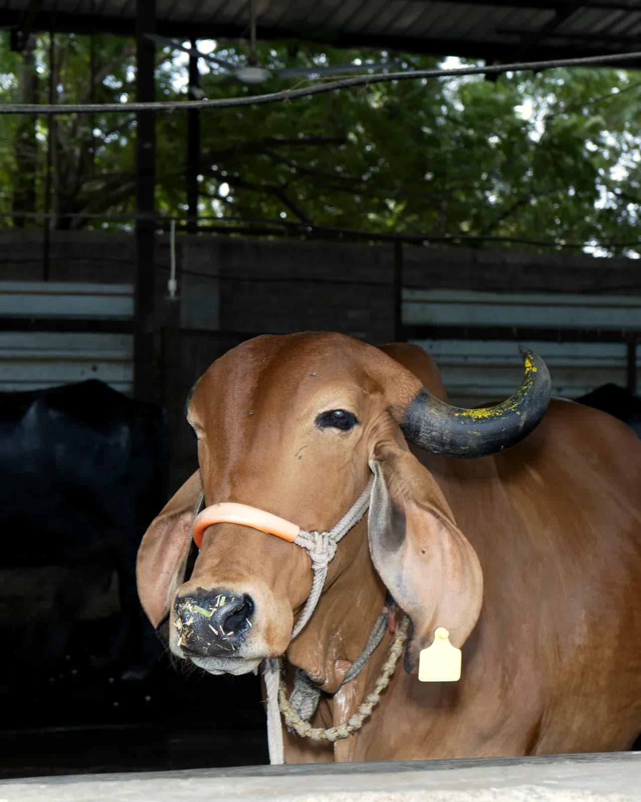 One of our Gir cows in the shed at the PureDairy farm